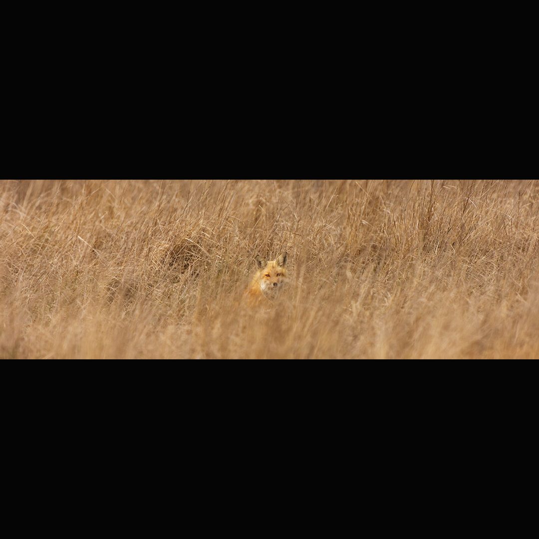 Salt Marsh Fox